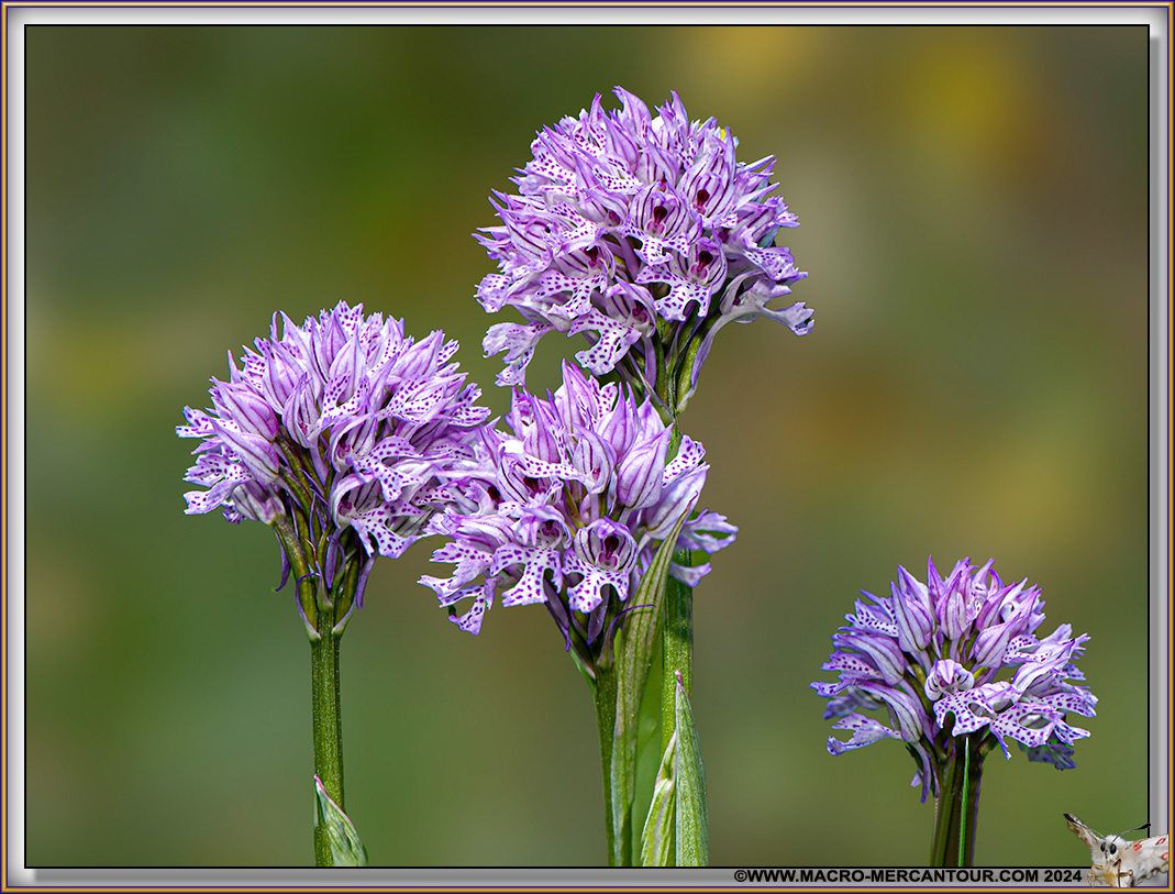 Orchis pyramidal